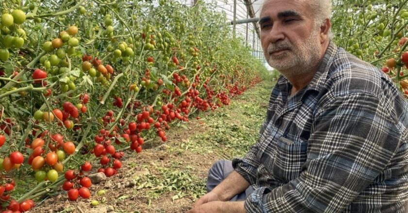 Sezon başında 70 liraydı! Fiyatı 15 TL’ye düştü… – Son Dakika Yaşam Haberleri