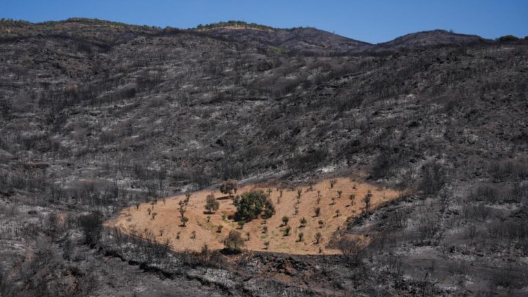 İzmir’de önceden otlardan temizlenen bahçe yangından etkilenmedi