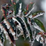 Üreticilere 22,9 milyar lira tarımsal don yardımı